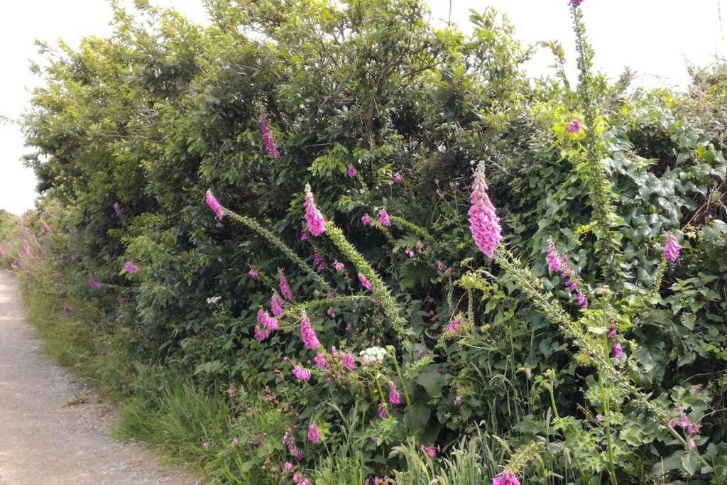 Farm Accommodation - The Lizard Peninsula, Cornwall Helston Dış mekan fotoğraf