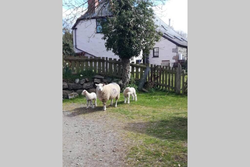 Farm Accommodation - The Lizard Peninsula, Cornwall Helston Dış mekan fotoğraf